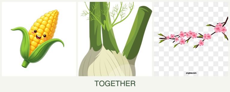Can you plant corn, fennel and peaches together?