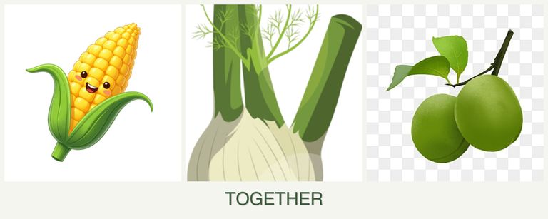 Can you plant corn, fennel and plums together?