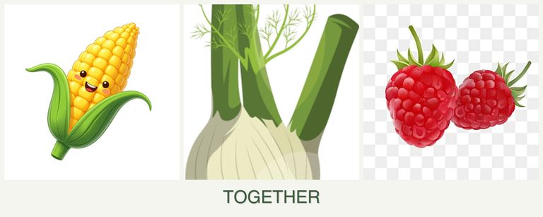 Can you plant corn, fennel and raspberries together?