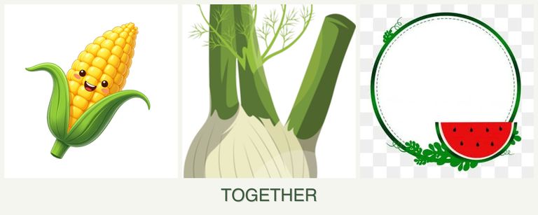 Can you plant corn, fennel and watermelons together?