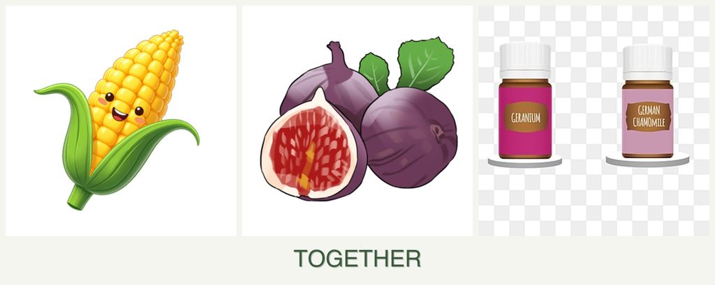Can you plant corn, figs and geraniums together?