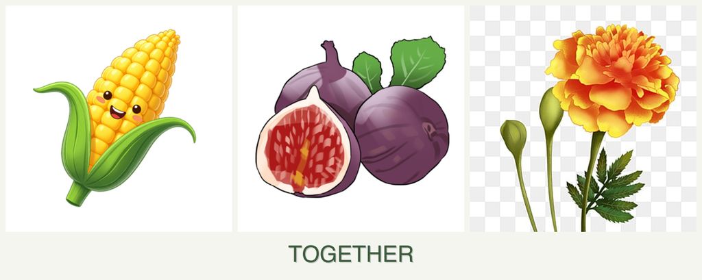 Can you plant corn, figs and marigolds together?