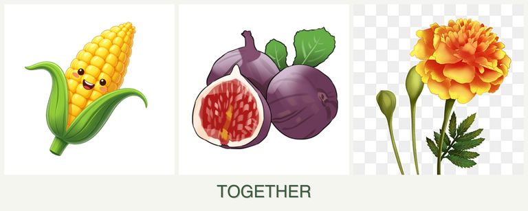 Can you plant corn, figs and marigolds together?