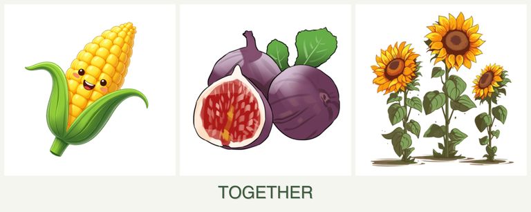 Can you plant corn, figs and sunflowers together?