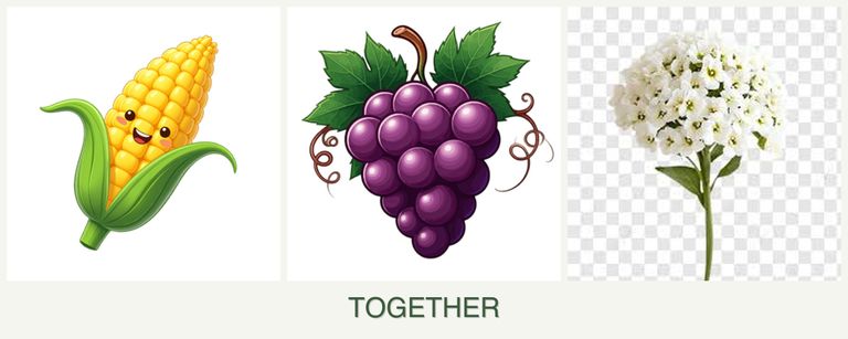 Can you plant corn, grapes and alyssum together?