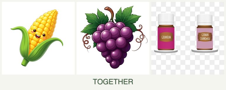 Can you plant corn, grapes and geraniums together?