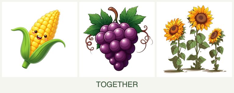 Can you plant corn, grapes and sunflowers together?