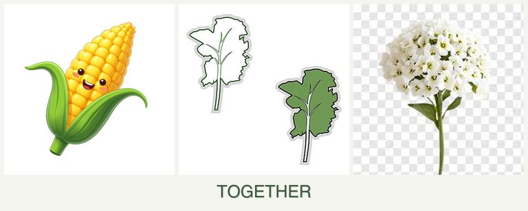 Can you plant corn, kale and alyssum together?