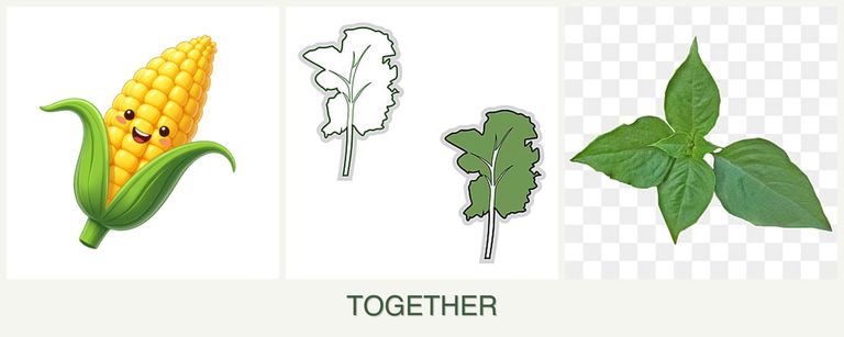 Can you plant corn, kale and basil together?