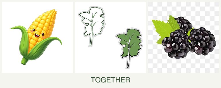 Can you plant corn, kale and blackberries together?
