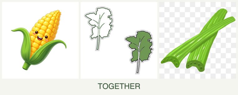 Can you plant corn, kale and celery together?