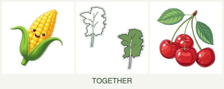 Can you plant corn, kale and cherries together?