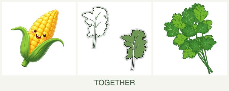Can you plant corn, kale and cilantro together?