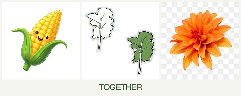 Can you plant corn, kale and dahlias together?