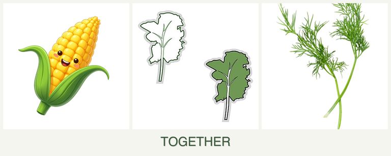 Can you plant corn, kale and dill together?