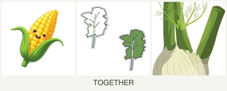 Can you plant corn, kale and fennel together?