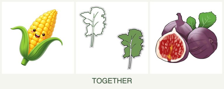 Can you plant corn, kale and figs together?