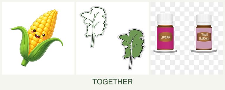 Can you plant corn, kale and geraniums together?