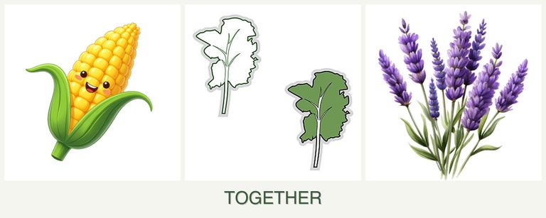 Can you plant corn, kale and lavender together?