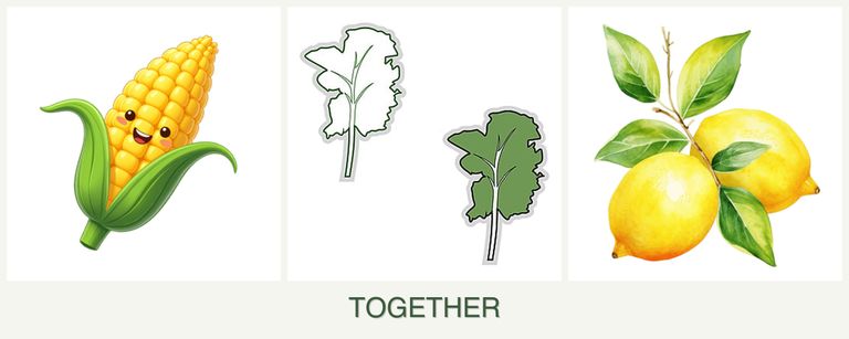 Can you plant corn, kale and lemons together?