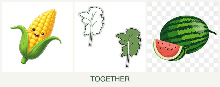 Can you plant corn, kale and melons together?