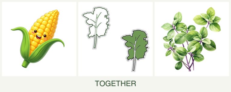 Can you plant corn, kale and oregano together?