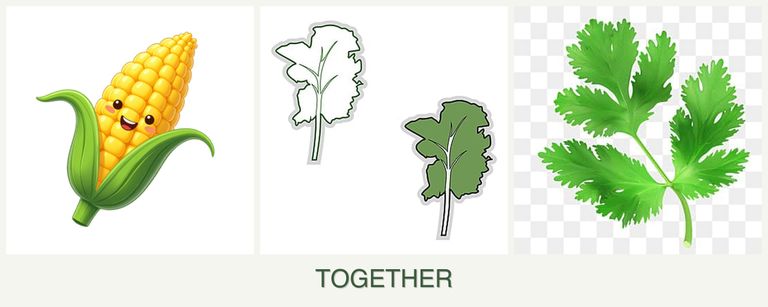 Can you plant corn, kale and parsley together?