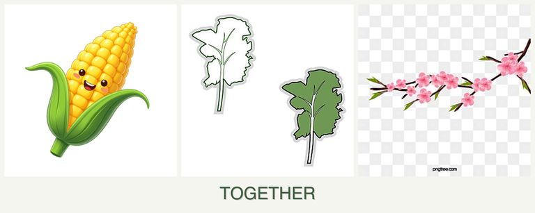 Can you plant corn, kale and peaches together?