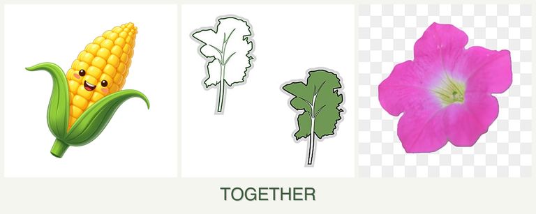 Can you plant corn, kale and petunias together?
