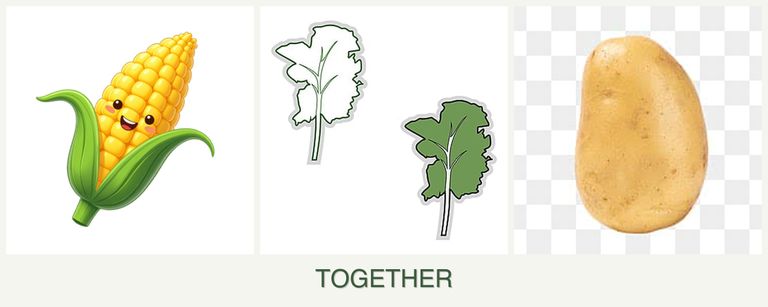 Can you plant corn, kale and potatoes together?