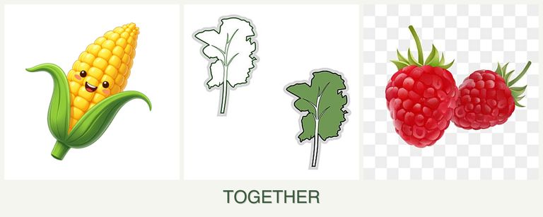 Can you plant corn, kale and raspberries together?