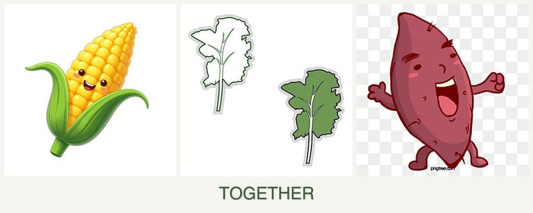 Can you plant corn, kale and sweet potatoes together?