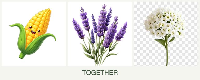 Can you plant corn, lavender and alyssum together?