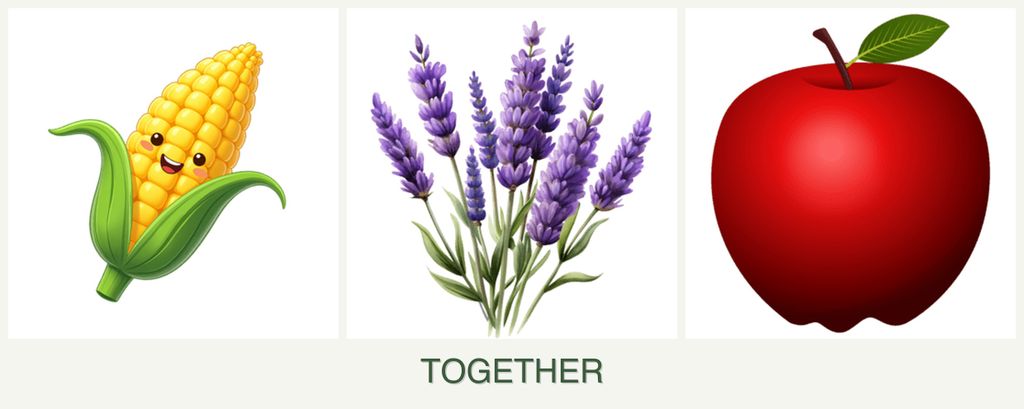 Can you plant corn, lavender and apples together?