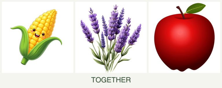 Can you plant corn, lavender and apples together?