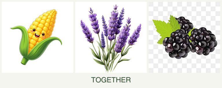 Can you plant corn, lavender and blackberries together?