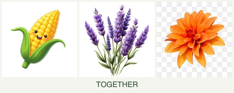 Can you plant corn, lavender and dahlias together?