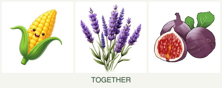 Can you plant corn, lavender and figs together?