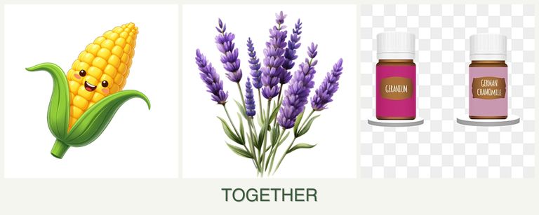 Can you plant corn, lavender and geraniums together?