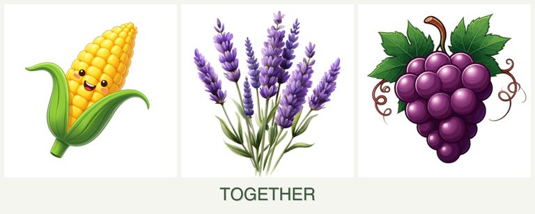 Can you plant corn, lavender and grapes together?