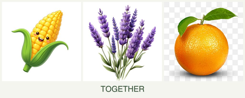 Can you plant corn, lavender and oranges together?