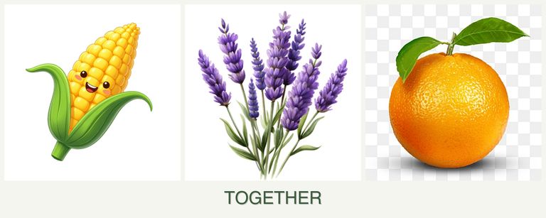 Can you plant corn, lavender and oranges together?