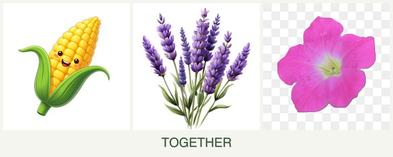 Can you plant corn, lavender and petunias together?