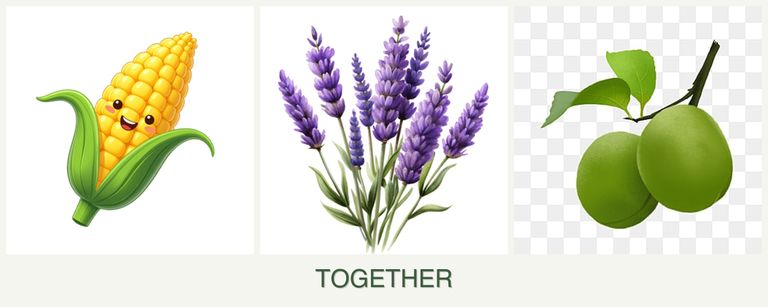 Can you plant corn, lavender and plums together?