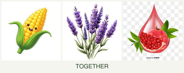 Can you plant corn, lavender and pomegranates together?