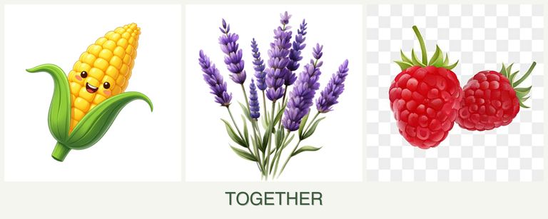 Can you plant corn, lavender and raspberries together?