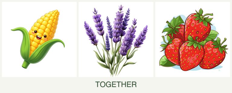 Can you plant corn, lavender and strawberries together?