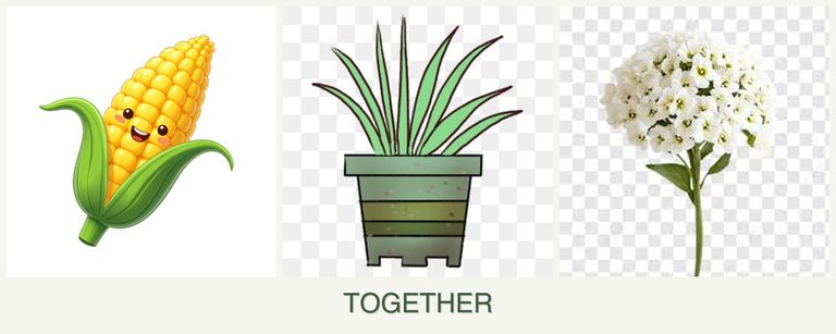 Can you plant corn, lemongrass and alyssum together?