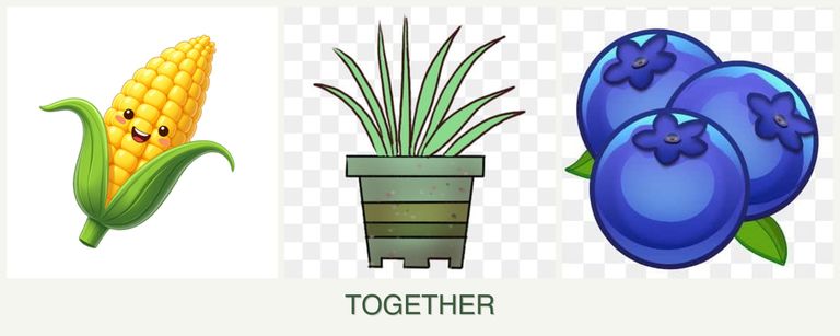 Can you plant corn, lemongrass and blueberries together?