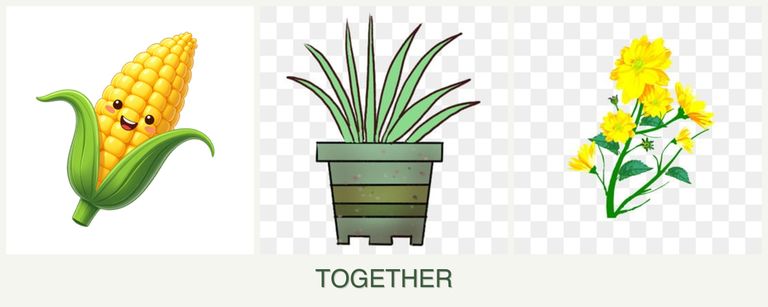 Can you plant corn, lemongrass and calendula together?